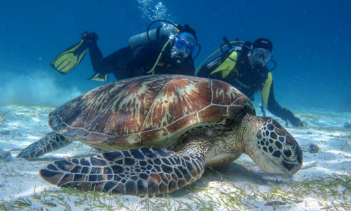  diving services